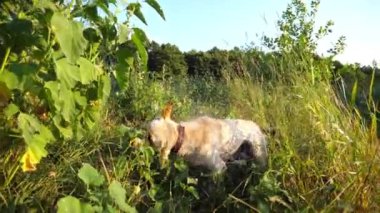 Komik ıslak köpek labrador gölde oynadıktan sonra kürkünden su sallıyor. Yaz günü gölette yüzdükten sonra Golden Retriever 'ın tüylü suyundan kurtuluşu kutlu olsun. Yavaş çekim.