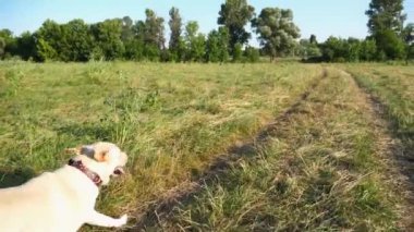 Güneşli bir günde çayır üzerinde koşan sevimli, dost canlısı Golden Retriever. Mutlu köpek cins labrador yeşil alanda koşuyor. Arka planda güzel bir yaz manzarası. Yavaşça kapat..