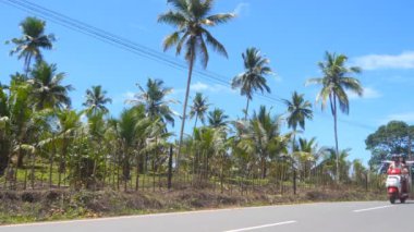 Genç bir çift bir tropikal ülkede asfalt yol boyunca sürme. Yaz tatil veya seyahat sırasında üzerinde motosiklet sürüş backpackers çifti. Ve palmiye ağaçlarının arka plan, güzel manzara. Yakın çekim.