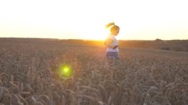 Elinde buğday sapı tutan mutlu bir kadın ve mısır gevreği tarlasında tasmalı Sibirya kurdu ile koşuyor. Güneş gözlüklü genç kız gün batımında köpeğiyle Golden Meadow 'da koşuyor. Yavaş çekim