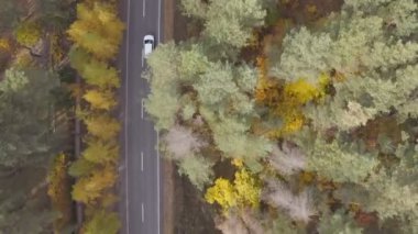 Sonbahar kırsal yolunda araba sürüyor. Güzel bir sonbahar sezonunda kırsal bölgede araba kullanmak. Beyaz SUV, sarı sonbahar ormanı boyunca manzaralı arazide ilerliyor. Üst Görünüm Hava Görüntüsü.
