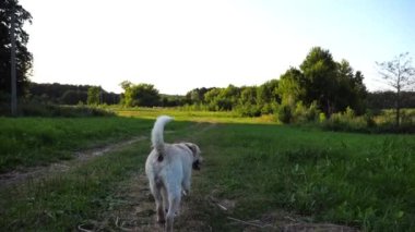 Mutlu köpek cins labrador güneşli bir günde çayırda koşuyor. Tatlı dost canlısı Golden Retriever yeşil alanda koşuyor. Arka planda güzel bir yaz manzarası. Yavaşça kapat..