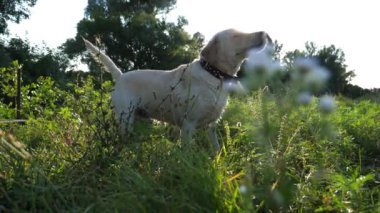 Tatlı ıslak köpek, güneşli bir günde gölde yüzdükten sonra labrador havlar. Yeşil çimlerin üzerinde duran güzel Golden Retriever. Evcil hayvan yetiştirme. Arka planda güzel yaz manzarası.
