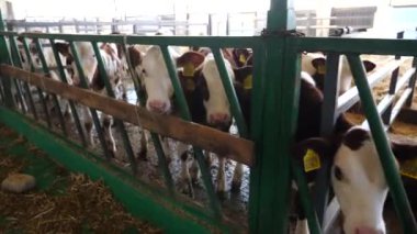 Uzun sıra meraklı küçük buzağılar mandıra çiftliğindeki kameralara bakıyor. Süt fabrikasında beslenmek için bekleyen şirin küçük inekler. Tarım endüstrisi ve çiftlik hayvancılığı kavramı. Kapat..