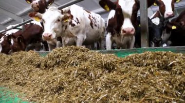 Süt fabrikasında bir sıra sığır yemi. Meraklı inekler modern süt çiftliğinde saman yiyen kameralara bakarlar. Akraba sürüleri ahırda tohum olarak yetiştirilecek. Tarım endüstrisi ve hayvancılık.