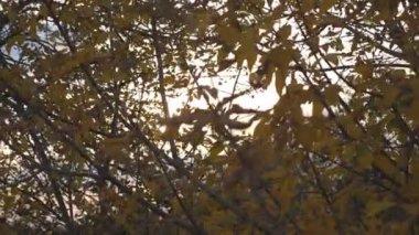 Ağaçların dallarındaki sarı yapraklar günbatımında rüzgarda hafifçe sallanıyor. Sonbahar ormanlarındaki ağaçta yemyeşil yaprakları aydınlatan güneş ışığı. Güzel renkli sonbahar sezonu. Yavaş çekim.