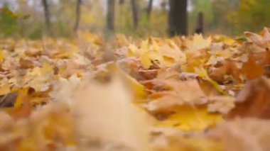 View of empty park in empty forest at sunny day. Yellow maple leaves lie on lawn at park. Gently wind blowing through colorful foliage on the ground at woodland. Dolly shot Slow motion.