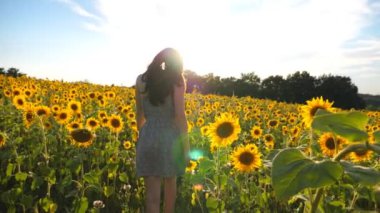 Çayırda yürüyen kaygısız, sarı açan ayçiçekleri ve parlak güneş ışığıyla çekici bir kız. Günbatımında tarım arazilerinin manzarası. Bayan dışarıda geziniyor..