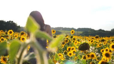 Kamera, kaygısız bir kadının çiçeklerin arasında yürüdüğünü gösteriyor. Gün batımında özgürlüğün ve güzel yaz doğasının tadını çıkaran bir kız. Arka planda manzara manzarası. Yavaş çekim.