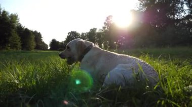 Yeşil çimlerde uzanan ve güneşli bir günde çimen yiyen komik Golden Retriever. Mutlu köpek çifti labrador doğada dinleniyor. Arka planda güzel bir yaz manzarası. Yavaşça kapat..