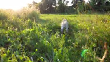 Gün batımında yeşil çimlerin üzerinden atlarken mutlu Golden Retriever esprileri. Dost canlısı köpek çifti Labrador yaz günü eğleniyor. Arka planda güzel manzaralı bir manzara. Yavaşça kapat..