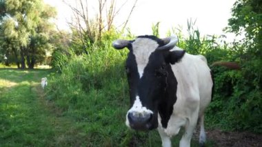 Güneşli yaz gününde yeşil çimlerde otlayan süt ineği. Çayırda otlayan sevimli, dost canlısı bir hayvan. Arka planda güzel manzaralı bir manzara. Çiftçilik kavramı. Yavaşça kapat..