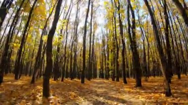 Sonbaharda boş şehir parkında ağaçların gövdelerinde parlayan parlak güneş ışığıyla. Sarı akçaağaç yaprakları ara sokakta yatıyor. Güzel sonbahar manzarası. Renkli bir geçmiş. Bakış açısı Yavaş çekim