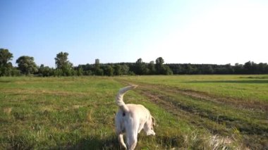 Güneşli bir günde çayır üzerinde koşan sevimli, dost canlısı Golden Retriever. Mutlu köpek cins labrador yeşil alanda koşuyor. Arka planda güzel bir yaz manzarası. Yavaşça kapat..