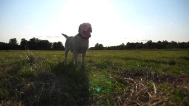 Gün batımında çayırda duran şirin köpek cins labrador. Dilini çıkarıp yeşil alanda kuyruğunu sallayan mutlu golden retriever 'lar. Arka planda güzel bir yaz manzarası. Yavaşça kapat..