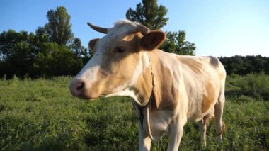 Yeşil çimlerin üzerinde duran ve kameraya bakan güzel ineğin portresi. Çayırda otlayan sevimli, dost canlısı inekler ve merak göstergesi. Otlaktaki sığırlar. Çiftçilik kavramı. Yavaşça kapat..