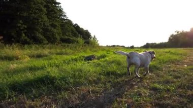 Kaygısız Golden Retriever gün batımında çayırda koşuyor. Mutlu köpek cins labrador yaz günü yeşil alanda koşuyor. Arka planda güzel manzaralı bir manzara. Yavaşça kapat..