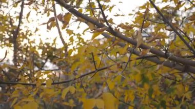 Ağaçların dallarındaki sarı yapraklar günbatımında rüzgarda hafifçe sallanıyor. Sonbahar ormanlarındaki ağaçta yemyeşil yaprakları aydınlatan güneş ışığı. Güzel renkli sonbahar sezonu. Yavaş çekim.