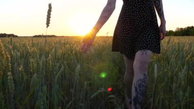Siyah elbiseli genç kız arpa tarlasında yürüyor ve olgunlaşmış ekin kulaklarına hafifçe dokunuyor. Yeşil buğday üzerinde hareket eden dişi kol ve arka planda güzel bir günbatımı. Yavaş çekim.