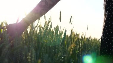 Kadın el, arka planda güneş ışığıyla çayırda yeşil buğday üzerinde hareket ediyor. Genç kız arpa tarlasında yürüyor ve olgunlaşan ekinlere hafifçe dokunuyor. Özgürlük kavramı. Kapat..