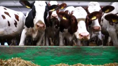 Süt fabrikasında bir sıra sığır yemi. Meraklı inekler modern süt çiftliğinde saman yiyen kameralara bakarlar. Akraba sürüleri ahırda tohum olarak yetiştirilecek. Tarım endüstrisi ve hayvancılık.