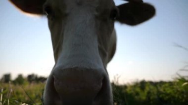 Meraklı ineğin portresi kameraya bakar çayırda büyük ıslak bir burunla koklarken. Yeşil çimlerde otlayan sevimli memeli hayvan merakını gösteriyor. Otlaktaki sığırlar. Çiftçilik kavramı. Kapat..