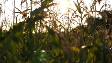 Vahşi bitki örtüsü olan güzel yeşil çayır manzarası. Gün batımında çimenleri aydınlatan parlak güneş ışığı. Kırsal bölgenin resimli yaz manzarası. Yavaşça kapat..
