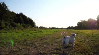 Kaygısız Golden Retriever gün batımında çayırda koşuyor. Mutlu köpek cins labrador yaz günü yeşil alanda koşuyor. Arka planda güzel manzaralı bir manzara. Yavaşça kapat..