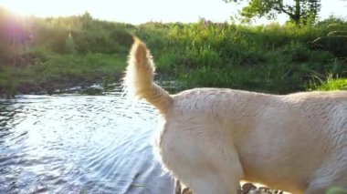 Gün batımında gölden çıkan neşeli Golden Retriever 'ınız kutlu olsun. Şirin ıslak köpek labrador doğada dinleniyor. Arka planda güzel bir yaz manzarası. Yavaşça kapat..