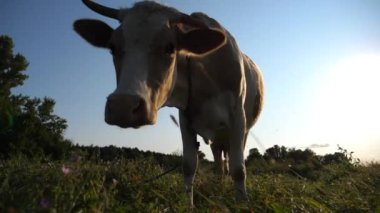 Yeşil çimlerde dikilip kameraya bakan sevimli, dost canlısı ineğin portresi. Güzel inek çayırda otluyor ve arka planda güneş ışığıyla merak gösteriyor. Otlaktaki sığırlar. Çiftçilik kavramı.