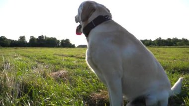İtaatkar köpek, gün batımında yeşil alanda oturan labrador cinsi bir köpek. Meadow 'da dilini dışarı çıkaran komik Golden Retriever nefesi. Arka planda güzel bir yaz manzarası. Yavaşça kapat..