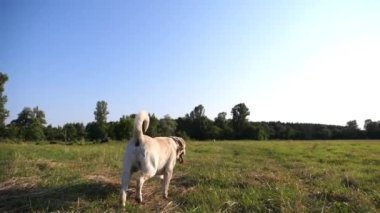 Güneşli bir günde çayır üzerinde koşan sevimli, dost canlısı Golden Retriever. Mutlu köpek cins labrador yeşil alanda koşuyor. Arka planda güzel bir yaz manzarası. Yavaşça kapat..