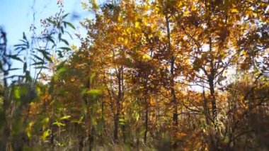 Ilık güneş ışınları sonbahar bahçesindeki küçük ağaçların dallarını aydınlatır. Parlak güneş ışığı parktaki meşe yapraklarının arasından doğuyor. Güneşli bir günde güzel doğa manzarası. Turna atışı Ağır çekim.