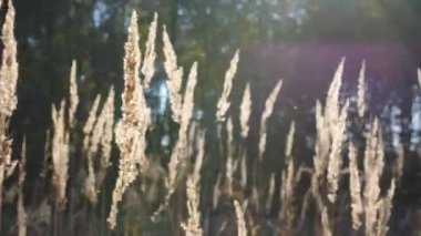 Orman çimenliğindeki yüksek yemyeşil bitki örtüsünü kapatın. Parlak, sıcak güneş ışığı çayırı aydınlatıyor. Vahşi bitki örtüsünün manzarası. Yaz ya da sonbahar mevsimi. Arkaplan kapatıldı. Yavaş çekim Dolly..
