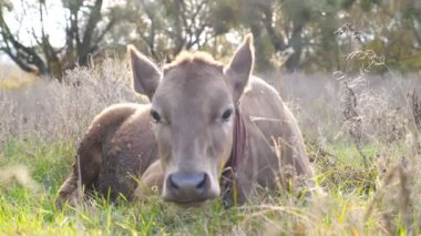 Tuhaf, meraklı inek çimlerde yatıp, kamera kulaklarını karıştırıyor. Güneşli bir günde çayırda otlayan sevimli, dost canlısı bir hayvan. Otlaktaki sığırlar. Manzaranın doğası. Çiftçilik kavramı. Yavaş çekim.