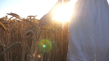 Kamera, arka planda günbatımı olan tahıl tarlasında yürüyen beyaz elbiseli genç kızı takip ediyor. Dişi el olgun buğdayın üzerinde yavaşça altın kulaklara dokunuyor. Özgürlük kavramı. Yavaş çekim.