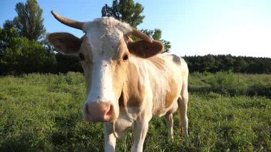 Yeşil çimlerin üzerinde duran ve kameraya bakan güzel ineğin portresi. Çayırda otlayan sevimli, dost canlısı inekler ve merak göstergesi. Otlaktaki sığırlar. Çiftçilik kavramı. Yavaşça kapat..