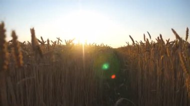 Gün batımında sonsuz buğday tarlasına güzel bir manzara. Parlak güneş çayırda altın kulakları aydınlatıyor. Manzaralı yaz manzarası. Çiftçilik ya da tarım kavramı. Yavaş çekim
