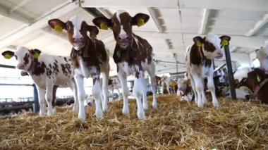 Süt fabrikasındaki ahırda samanların üzerinde duran güzel küçük buzağılar. Süt çiftliğindeki kameraya bakan meraklı küçük inekler. Tarım endüstrisi ve çiftlik hayvancılığı kavramı. Yavaş çekim