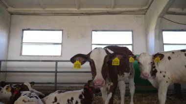 Modern mandıranın otlaklarında duran ve yatan küçük şirin inekler sürüsü. Süt fabrikasında samanların üzerinde dinlenen güzel küçük buzağılar. Tarım endüstrisi ve çiftlik hayvancılığı kavramı. Yavaş çekim