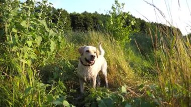 Meraklı köpek labradoru gün batımında yeşil çimlerde bir şey arıyor. Doğa yürüyüşün kutlu olsun. Arka planda güzel bir yaz manzarası. Yavaşça kapat..