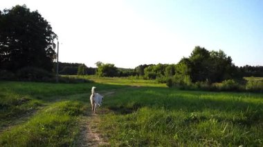 Mutlu köpek cins labrador güneşli bir günde çayırda koşuyor. Tatlı dost canlısı Golden Retriever yeşil alanda koşuyor. Arka planda güzel bir yaz manzarası. Yavaşça kapat..