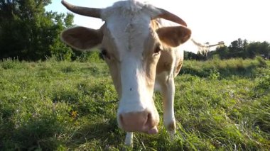 Yeşil çimlerin üzerinde duran ve kameraya bakan güzel ineğin portresi. Çayırda otlayan sevimli, dost canlısı inekler ve merak göstergesi. Otlaktaki sığırlar. Çiftçilik kavramı. Yavaşça kapat..