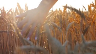 Sarı buğday kulaklarının üzerinden elini süren tanınmamış bir kadın. Kaygısız kız olgun dikenlere dokunuyor ve mısır gevreği tarlasında yürürken boş zamanların tadını çıkarıyor. Hasat konsepti. Yavaşla..