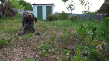 Yazın bahçede çimlerin üzerinde koşan, oynak, dul bir Alman köpeği. Kahverengi drahthaar köpek yavrusu sahibi ile yeşil çimlerde koşar. İnsan ve hayvan arkadaşlığı kavramı. Yavaş çekim.