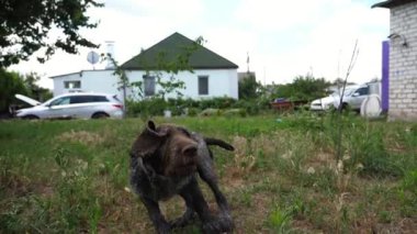 Yazın bahçede çimlerin üzerinde koşan, oynak, dul bir Alman köpeği. Kahverengi drahthaar köpek yavrusu sahibi ile yeşil çimlerde koşar. İnsan ve hayvan arkadaşlığı kavramı. Yavaş çekim.