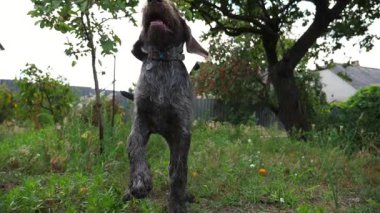 Yazın bahçede çimlerin üzerinde koşan, oynak, dul bir Alman köpeği. Kahverengi drahthaar köpek yavrusu sahibi ile yeşil çimlerde koşar. İnsan ve hayvan arkadaşlığı kavramı. Yavaş çekim.