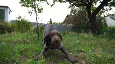 Yazın bahçede çimlerin üzerinde koşan, oynak, dul bir Alman köpeği. Kahverengi drahthaar köpek yavrusu sahibi ile yeşil çimlerde koşar. İnsan ve hayvan arkadaşlığı kavramı. Yavaş çekim.