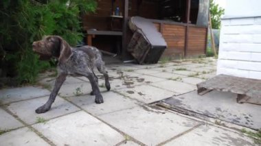 Güzel kahverengi ejderha yavrusu yaz günü evin bahçesinde yürüyor. Ev avlusunda koşan komik Alman sivri köpeği. Şirin safkan köpek dışarıda eğleniyor. Yavaş çekim.