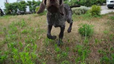 Bahçedeki çimlerin üzerinde kamerayı hareket ettirdikten sonra koşan meraklı Alman sivri uçlu köpek. Kahverengi drahthaar köpek yavrusu sahibi ile yeşil çimlerde koşar. İnsan ve hayvan arkadaşlığı kavramı.